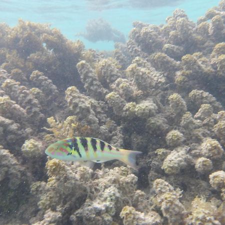 Catamaran Amaya - Sejour Insolite Sur Le Lagon De Moorea Hauru Exterior photo